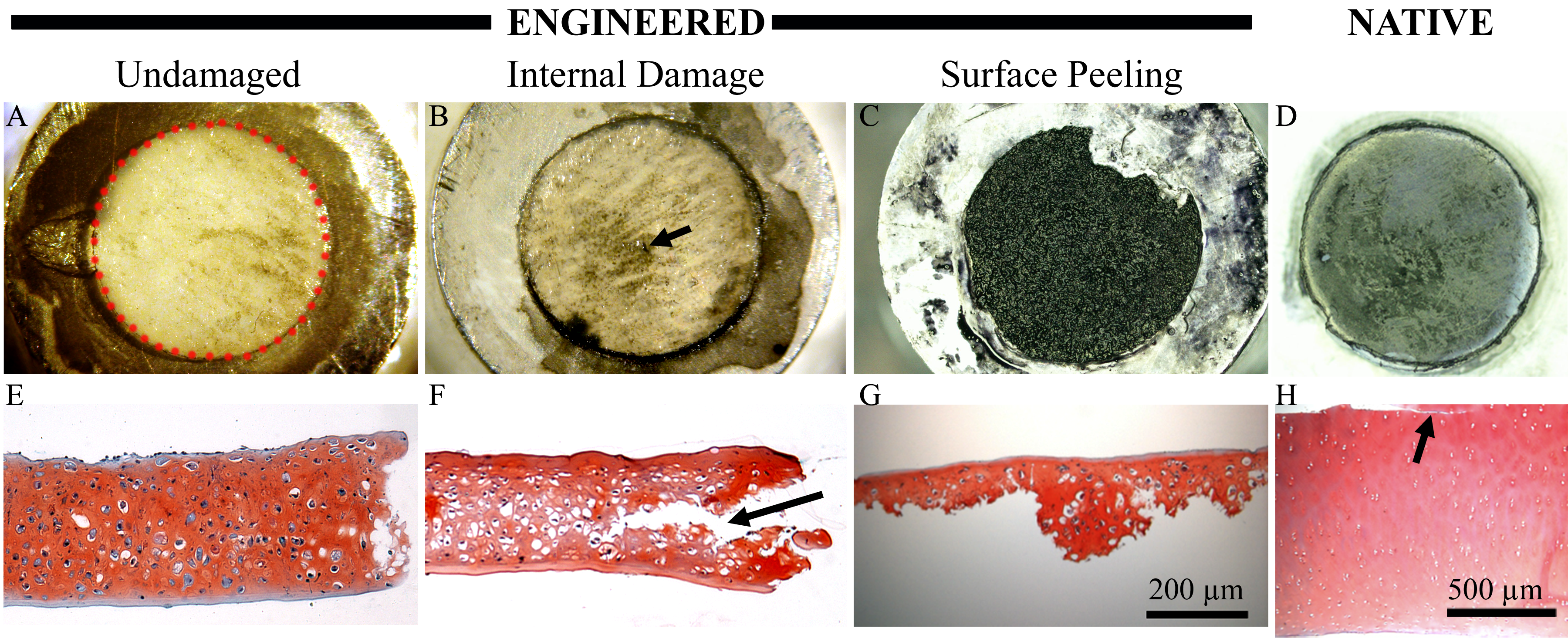 Tissue Engineered Cartilage After Tribological Testing
